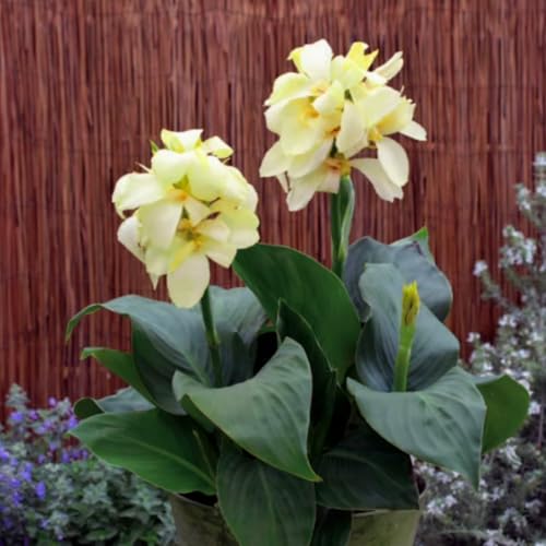 Riesen-Canna, eine winterharte Staude mit bunten Blättern, eignet sich perfekt zur Dekoration von Schattengärten.-3 stück-J von IOHFDVIO