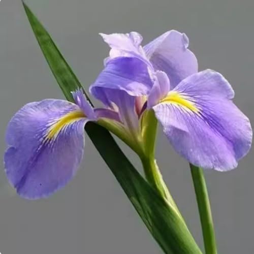 Riesen-Canna, eine winterharte Staude mit bunten Blättern, eignet sich perfekt zur Dekoration von Schattengärten.-5 stück-A von IOHFDVIO