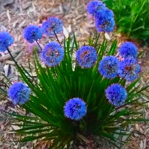 Schönes und farbenfrohes Allium, eine winterharte Staude aus der Familie der Allium, geeignet für Ziergärten und einfach zu züchten-8 stück-C von IOHFDVIO