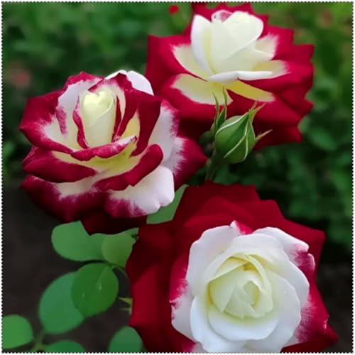 Seltene und schöne Rose, hochwertige mehrjährige winterharte Rose, duftende Blüten, leicht zu züchten-1 stück-C von IOHFDVIO