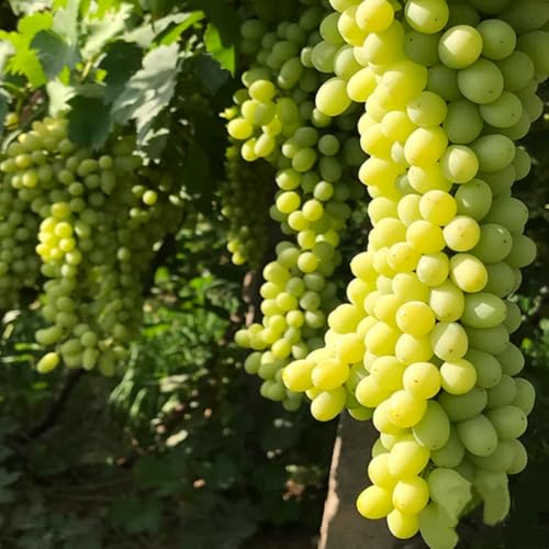 Süße Trauben, winterharte kernlose Sorten für den Hausgarten, pflegeleicht und ertragreich-1 stück-J von IOHFDVIO