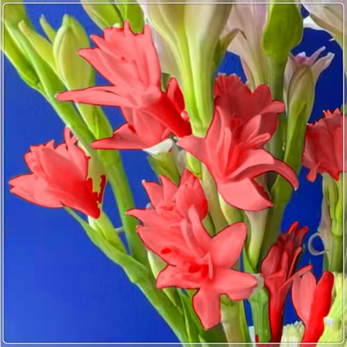 Tuberose – eine kältebeständige, mehrjährige Zwiebelpflanze – hat einen dezenten Duft, leuchtende Farben und einen guten Zierwert.-15 zwiebeln-H Tuberose – eine kältebeständige, mehrjährige Zwiebelpflanze – hat einen dezenten Duft, leuchtende Farben und einen guten Zierwert.-15 zwiebeln-H von IOHFDVIO