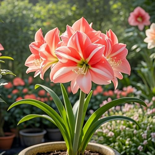 Amaryllis zum Anpflanzen,winterharte mehrjährige Amaryllis, gefüllte Amaryllis,ausgewählt, große Blüten,gemischte seltene Farben(Amarylliszwiebeln)-2Rhizome -C von IOUPLIUKDF