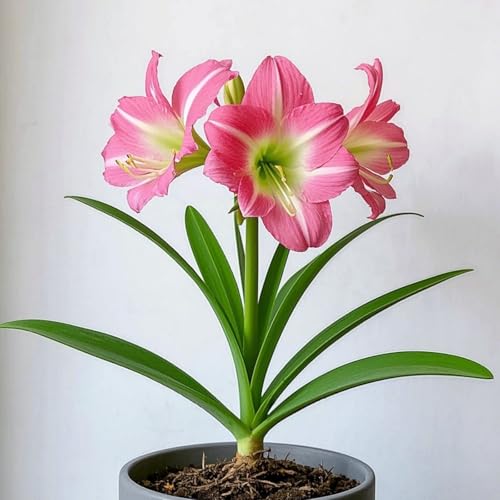 Amaryllis zum Anpflanzen,winterharte mehrjährige Amaryllis,gefüllte Amaryllis,gemischte seltene Farben,ausgewählte große Blüten（Amarylliszwiebeln）-4Rhizome -G von IOUPLIUKDF