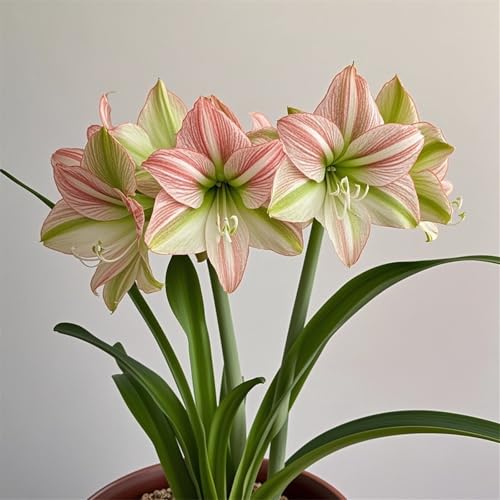 Amaryllis zwiebeln-winterharte mehrjährige Amaryllis,gefüllte Blüten,seltene Farben gemischt,ausgewählte Zwiebeln,Tischdekoration,wächst gut in Töpfen-1zwiebeln-J Amaryllis zwiebeln-winterharte mehrjährige Amaryllis,gefüllte Blüten,seltene Farben gemischt,ausgewählte Zwiebeln,Tischdekoration,wächst gut in Töpfen-1zwiebeln-J von IOUPLIUKDF