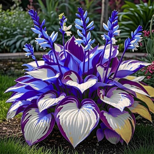 Hosta pflanze,funkien zwiebeln,Variationen,winterharte mehrjährige,Hybrid-Funkienknollen,ausgewählte Rhizome,farbenfrohe,geheimnisvolle Gartenpflanzen-6zwiebeln-C von IOUPLIUKDF