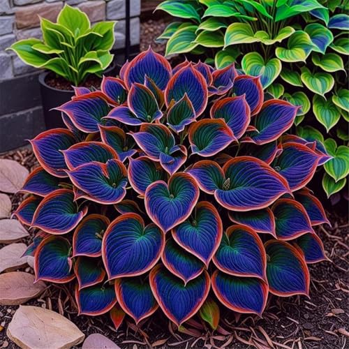 Hosta pflanze,funkien zwiebeln,Variationen,winterharte mehrjährige,Hybrid-Funkienknollen,ausgewählte Rhizome,farbenfrohe,geheimnisvolle Gartenpflanzen-8zwiebeln-J von IOUPLIUKDF