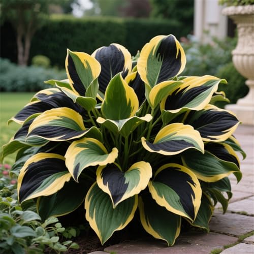 Hosta zum Anpflanzen-Funkien-Rhizom-Pflanztopf, Geeignet FüR AnfäNger, Staudenbepflanzung-15Rhizome-A Hosta zum Anpflanzen-Funkien-Rhizom-Pflanztopf, Geeignet FüR AnfäNger, Staudenbepflanzung-15Rhizome-A von IOUPLIUKDF