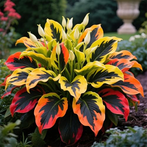 Hosta zum Anpflanzen-Funkien-Rhizom-Pflanztopf, Geeignet FüR AnfäNger, Staudenbepflanzung-15Rhizome-E Hosta zum Anpflanzen-Funkien-Rhizom-Pflanztopf, Geeignet FüR AnfäNger, Staudenbepflanzung-15Rhizome-E von IOUPLIUKDF