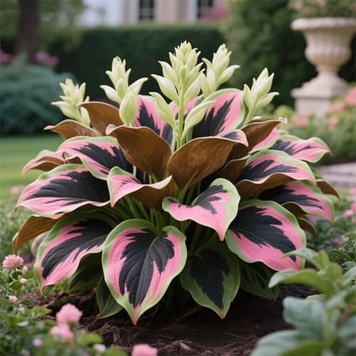 Hosta zum Anpflanzen-Funkien-Rhizom-Pflanztopf, Geeignet FüR AnfäNger, Staudenbepflanzung-6Rhizome-G Hosta zum Anpflanzen-Funkien-Rhizom-Pflanztopf, Geeignet FüR AnfäNger, Staudenbepflanzung-6Rhizome-G von IOUPLIUKDF