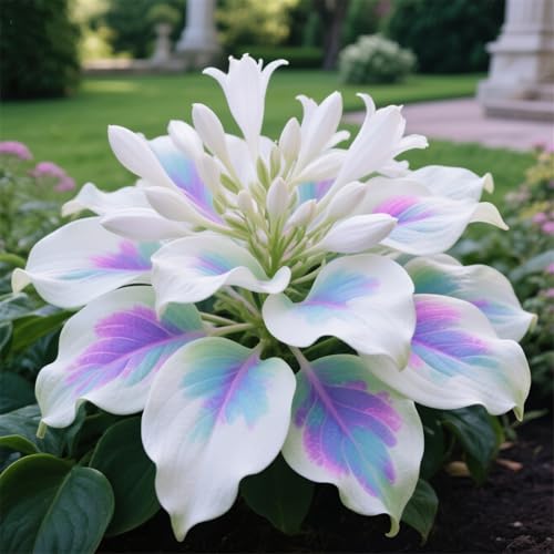 Hosta zum Anpflanzen-Funkien-Rhizom-Pflanztopf, Geeignet FüR AnfäNger, Staudenbepflanzung-6Rhizome-H Hosta zum Anpflanzen-Funkien-Rhizom-Pflanztopf, Geeignet FüR AnfäNger, Staudenbepflanzung-6Rhizome-H von IOUPLIUKDF