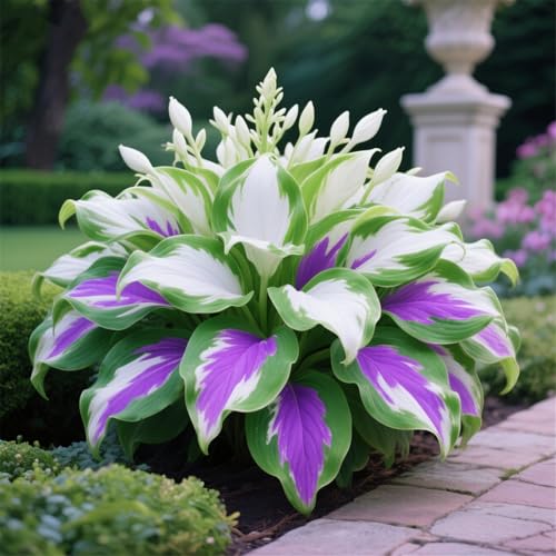 Hosta zum Anpflanzen-Funkien-Rhizom-Pflanztopf, Geeignet FüR AnfäNger, Staudenbepflanzung-6Rhizome-J Hosta zum Anpflanzen-Funkien-Rhizom-Pflanztopf, Geeignet FüR AnfäNger, Staudenbepflanzung-6Rhizome-J von IOUPLIUKDF