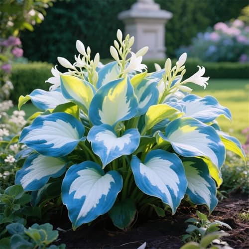 Hosta zum Anpflanzen-Funkien-Rhizom-Pflanztopf, Geeignet FüR AnfäNger, Staudenbepflanzung-8Rhizome-C Hosta zum Anpflanzen-Funkien-Rhizom-Pflanztopf, Geeignet FüR AnfäNger, Staudenbepflanzung-8Rhizome-C von IOUPLIUKDF