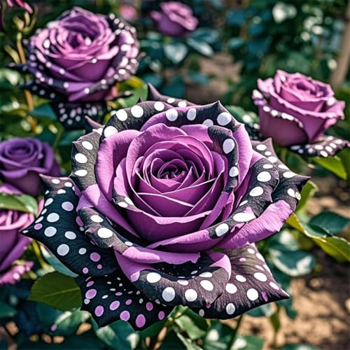 Rosen-doppelte Blütenblätter/winterharte mehrjährige,tropisch, seltene Sorte,gedeiht in Töpfe-1Rhizome-H Rosen-doppelte Blütenblätter/winterharte mehrjährige,tropisch, seltene Sorte,gedeiht in Töpfe-1Rhizome-H von IOUPLIUKDF
