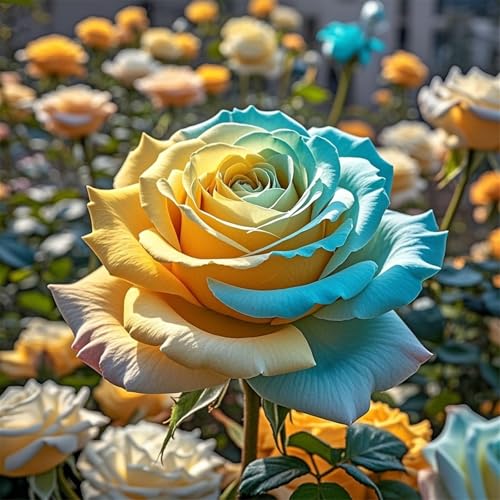 Rosen-doppelte Blütenblätter/winterharte mehrjährige,tropisch, seltene Sorte,gedeiht in Töpfe-2Rhizome-D Rosen-doppelte Blütenblätter/winterharte mehrjährige,tropisch, seltene Sorte,gedeiht in Töpfe-2Rhizome-D von IOUPLIUKDF