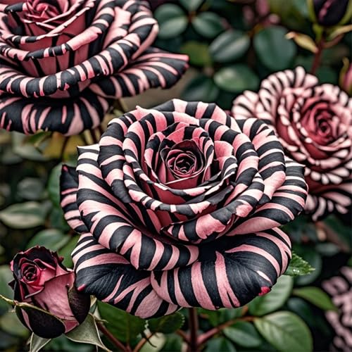 Rosen-doppelte Blütenblätter/winterharte mehrjährige,tropisch, seltene Sorte,gedeiht in Töpfe-3Rhizome-A Rosen-doppelte Blütenblätter/winterharte mehrjährige,tropisch, seltene Sorte,gedeiht in Töpfe-3Rhizome-A von IOUPLIUKDF