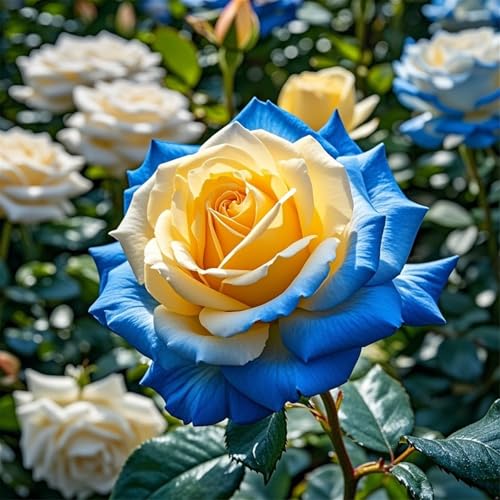 Rosen-doppelte Blütenblätter/winterharte mehrjährige,tropisch, seltene Sorte,gedeiht in Töpfe-3Rhizome-E Rosen-doppelte Blütenblätter/winterharte mehrjährige,tropisch, seltene Sorte,gedeiht in Töpfe-3Rhizome-E von IOUPLIUKDF