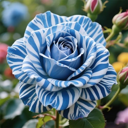 Rosen zum Anpflanzen-doppelte Blütenblätter/winterharte mehrjährige,tropisch, seltene Sorte,gedeiht in Töpfe-1Rhizome-I Rosen zum Anpflanzen-doppelte Blütenblätter/winterharte mehrjährige,tropisch, seltene Sorte,gedeiht in Töpfe-1Rhizome-I von IOUPLIUKDF