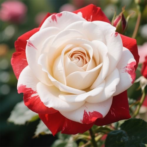 Rosen zum Anpflanzen-doppelte Blütenblätter/winterharte mehrjährige,tropisch, seltene Sorte,gedeiht in Töpfe-2Rhizome-C Rosen zum Anpflanzen-doppelte Blütenblätter/winterharte mehrjährige,tropisch, seltene Sorte,gedeiht in Töpfe-2Rhizome-C von IOUPLIUKDF