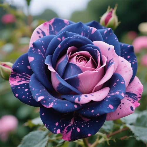 Rosen zum Anpflanzen-doppelte Blütenblätter/winterharte mehrjährige,tropisch, seltene Sorte,gedeiht in Töpfe-2Rhizome-E Rosen zum Anpflanzen-doppelte Blütenblätter/winterharte mehrjährige,tropisch, seltene Sorte,gedeiht in Töpfe-2Rhizome-E von IOUPLIUKDF