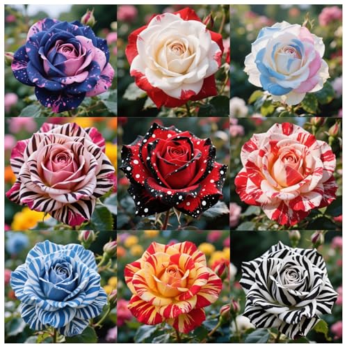 Rosen zum Anpflanzen-doppelte Blütenblätter/winterharte mehrjährige,tropisch, seltene Sorte,gedeiht in Töpfe-5Rhizome-A Rosen zum Anpflanzen-doppelte Blütenblätter/winterharte mehrjährige,tropisch, seltene Sorte,gedeiht in Töpfe-5Rhizome-A von IOUPLIUKDF