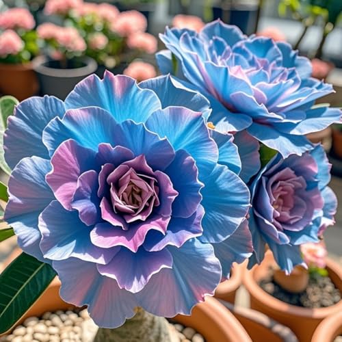 Wüstenrosen Rhizome zum Anpflanzen-doppelte Blütenblätter/winterharte mehrjährige,tropisch, seltene Sorte,gedeiht in Töpfen-(Wüstenrosenzwiebeln) -1Rhizome-A von IOUPLIUKDF