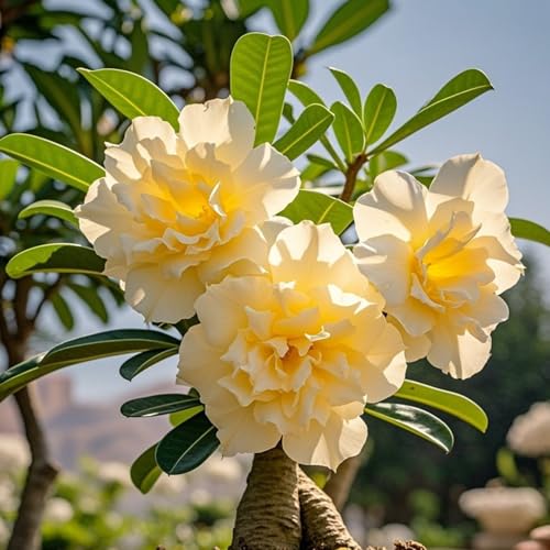 Wüstenrosen zum Anpflanzen-doppelte Blütenblätter/winterharte mehrjährige,tropisch, seltene Sorte,gedeiht in Töpfen-(Wüstenrosenzwiebeln)-1Rhizome-F von IOUPLIUKDF