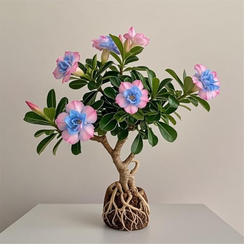 Zum Züchten von Wüstenrosen/mehrjährig winterhart,große,mooi in alle seizoenen,creëert gemakkelijk een bloemenlandschap.(Wüstenrosenzwiebeln）-1Rhizome-C von IOUPLIUKDF