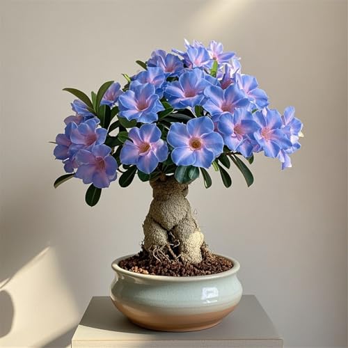 Zum Züchten von Wüstenrosen/mehrjährig winterhart,große,mooi in alle seizoenen,creëert gemakkelijk een bloemenlandschap.(Wüstenrosenzwiebeln）-2Rhizome-B von IOUPLIUKDF