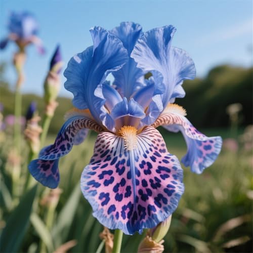 iris-Rhizome zum Anpflanzen winterharte mehrjährige, Bart-Schwertlilien, seltene, ausgewählte, leicht zu züchten,Hybrid-Schwertlilien-6Rhizome -I von IOUPLIUKDF