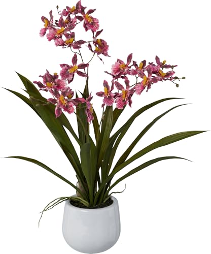 IOVIVO Cambria-Orchidee im Keramiktopf, ca. 50 cm von IOVIVO