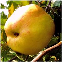 Iovivo - Apfelbäumchen Dülmener Rosenapfel, Busch von IOVIVO