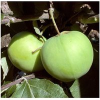 Iovivo - Apfelbäumchen Klarapfel Busch von IOVIVO