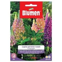 Iperbriko - Semi Lupino Perenne Russel Mix Blumen von IPERBRIKO