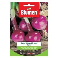 Süße rote Zwiebelsamen von Tropea Blumen Süße rote Zwiebelsamen von Tropea Blumen von BLUMEN