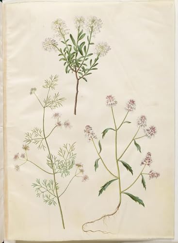 IPLUPJDY Bilder Moderne Kunst Gemälde WandgemäLde Iberis Sempervirens by Hans Simon Holtzbecker Leinwand Malerei Poster für Wanddekoration 60x90cm von IPLUPJDY