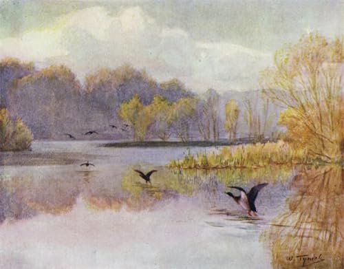 IPLUPJDY Bilder Moderne Kunst Gemälde WandgemäLde der New Forest der Pool in Minstead Mill von Walter Frederick Roofe Tyndale Leinwand Malerei Poster für Wanddekoration 60x90cm IPLUPJDY Bilder Moderne Kunst Gemälde WandgemäLde der New Forest der Pool in Minstead Mill von Walter Frederick Roofe Tyndale Leinwand Malerei Poster für Wanddekoration 60x90cm von IPLUPJDY