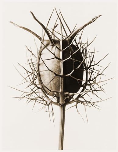 IPLUPJDY Kunstdruck Leinwand Abstrakte Leinwand Kunst Bilder Druck Wandgemälde Nigella Damascena-Samen von Karl Blossfeldt Gemälde Kunst Bilder für Wanddekoration 60x90cm IPLUPJDY Kunstdruck Leinwand Abstrakte Leinwand Kunst Bilder Druck Wandgemälde Nigella Damascena-Samen von Karl Blossfeldt Gemälde Kunst Bilder für Wanddekoration 60x90cm von IPLUPJDY