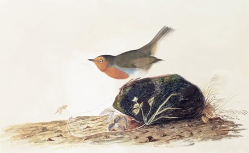 IPLUPJDY Vintage Leinwand Wandkunst Poster Bilder Leinwand Poster Druck Ein robin auf einem Moosigen stein von john audubon Kunst Gemälde für Heimdekoration 60x90cm IPLUPJDY Vintage Leinwand Wandkunst Poster Bilder Leinwand Poster Druck Ein robin auf einem Moosigen stein von john audubon Kunst Gemälde für Heimdekoration 60x90cm von IPLUPJDY