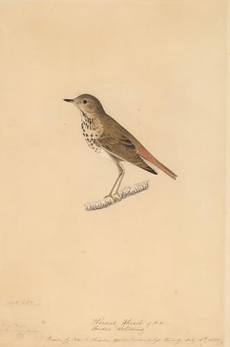 IPLUPJDY Vintage Leinwand Wandkunst Poster Bilder Leinwand Poster Druck Einsiedlerdrossel von john audubon Kunst Gemälde für Heimdekoration 60x90cm IPLUPJDY Vintage Leinwand Wandkunst Poster Bilder Leinwand Poster Druck Einsiedlerdrossel von john audubon Kunst Gemälde für Heimdekoration 60x90cm von IPLUPJDY