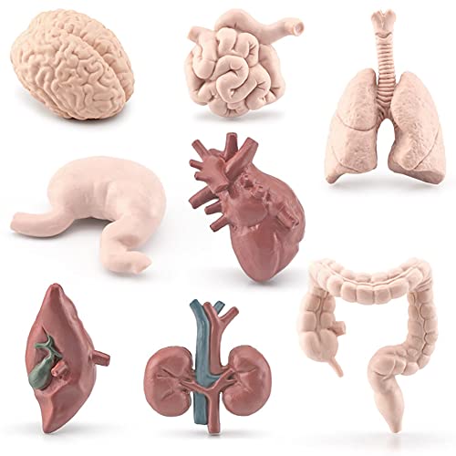 ISAKEN Körpermodell Anatomie Spielzeug Anatomiemodell Torso Lernspielzeug Für Kinder, Lebensechtes Menschliches Körpermodell Vorschulbildung Geschenke für Kinder Jungen Mädchen von ISAKEN
