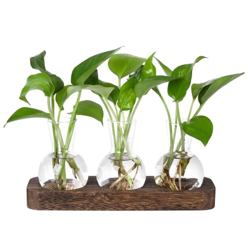 ISTOVO Pflanzenvermehrungsstationen Glasvasestation Retro-Pflanzenterrarium mit Holztablett Glühbirnenblumenvase Heim- und Bürodekoration, Einfach zu Benutzen Feine Verarbeitung ISTOVO Pflanzenvermehrungsstationen Glasvasestation Retro-Pflanzenterrarium mit Holztablett Glühbirnenblumenvase Heim- und Bürodekoration, Einfach zu Benutzen Feine Verarbeitung von ISTOVO