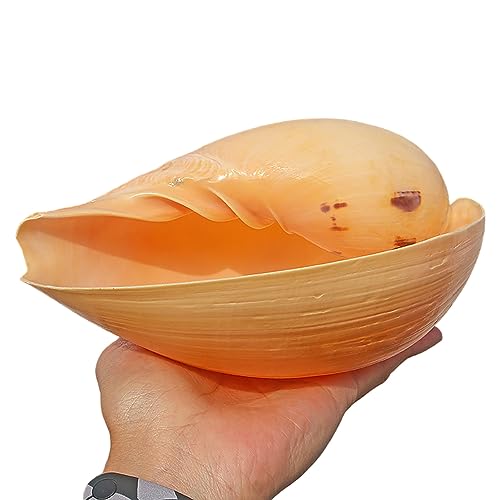 Muscheldekoration, große Meeresschnecke, 1 Stück große Muscheln, 4–7 Zoll große natürliche Meeresmuscheln, perfekte Strandmottoparty, dekoriert mit Häusern, selbstgemachtem Kunsthandwerk, Aquarien und von ITTRUH