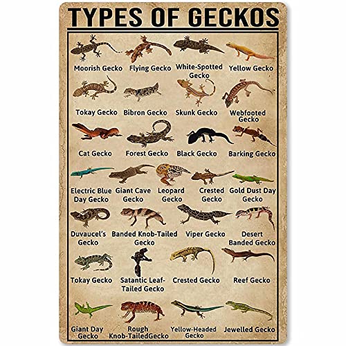 30 x 20 cm Types Of Geckos Metallschilder Retro Bauernhof Dekor Gecko Wissen Poster Club Zimmer Wanddekoration bedruckte Plaketten von IUBBKI