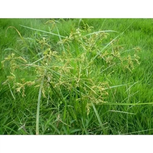 100+Zyperngras Samen -Zimmer-Zyperngras- -Cyperus alternifolius- WASSER-PALME-Dekorativ von IUIUNIGA