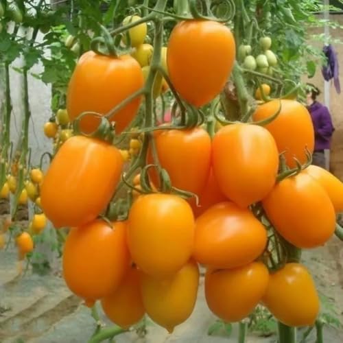 150 Samen Zitronen Tomate -Plum Lemon- -Sehr Robust- *AUS RUSSLAND*Schmecken Sie süß 150 Samen Zitronen Tomate -Plum Lemon- -Sehr Robust- *AUS RUSSLAND*Schmecken Sie süß von IUIUNIGA