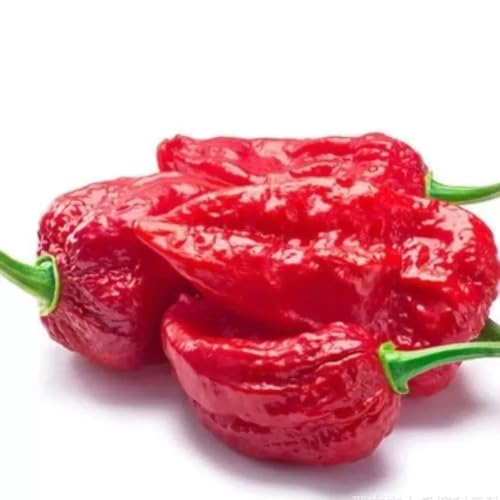 20 Samen CAROLINA REAPER (AKA HP22B) Neue Züchtung, Schärfer als MorugaAktueller Weltrekord samenbomben von IUIUNIGA