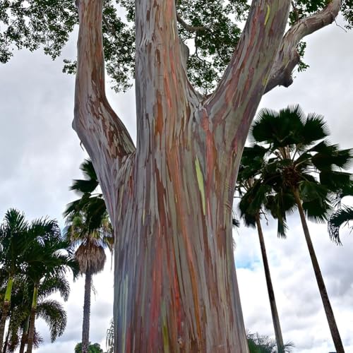 30+ Samen Regenbogen Eukalyptus - Eucalyptus deglupta 30+ Samen Regenbogen Eukalyptus - Eucalyptus deglupta von IUIUNIGA