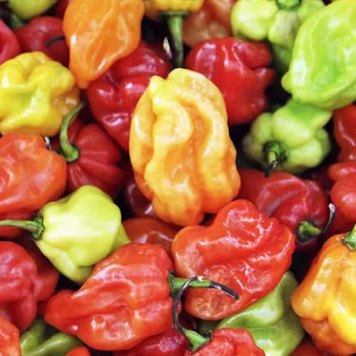 30 Samen *Bunter-Chili-Mix* -Mit Weltmeisterchilis- -ULTRA SCHARF-Super scharf und lecker 30 Samen *Bunter-Chili-Mix* -Mit Weltmeisterchilis- -ULTRA SCHARF-Super scharf und lecker von IUIUNIGA