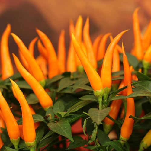 Aji Charapita Sortiment 50 Samen (Rot & Gelb) *Wildchilis aus Peru* Essbare Samen von IUIUNIGA